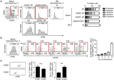 Enhanced Cell Division Is Required for the Generation of Memory CD4 T Cells to Migrate Into Their Proper Location